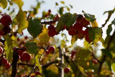 Fruits of a wild apple tree on a branch close-up. Branch with red apples. Stock Photos