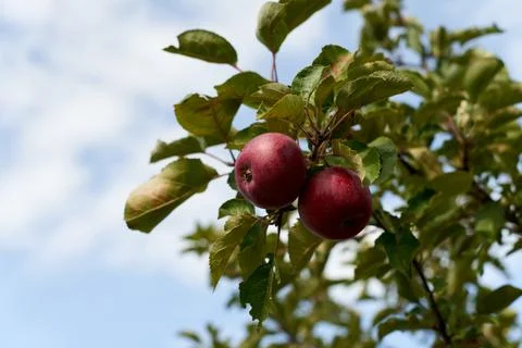 Fruits of a wild apple tree on a branch close-up. Branch with red apples. Stock Photos