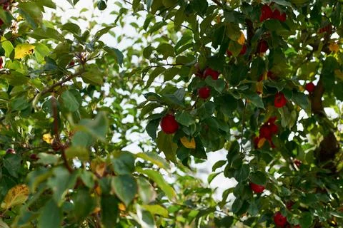 Fruits of a wild apple tree on a branch close-up. Branch with red apples. Stock Photos