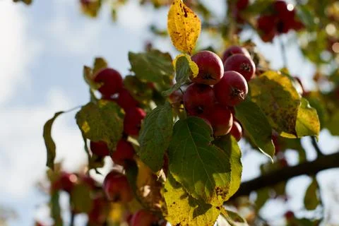 Fruits of a wild apple tree on a branch close-up. Branch with red apples. Stock Photos