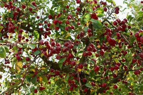 Fruits of a wild apple tree on a branch close-up. Branch with red apples. Stock Photos