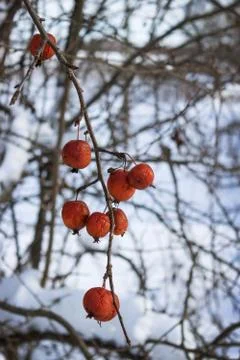 Fruits wild Apple trees forest  winter on twig Stock Photos