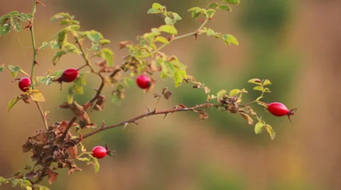 Fruits of Wild Rose 1 Stock Footage 31095262