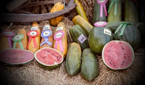 Fruits won the contest. Stock Photos
