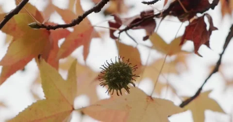 The fruits of a young plane tree Stock Footage 165352650