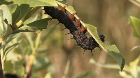 Fruitworm 1 Stock Footage 27429726