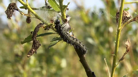 Fruitworm Stock Footage 27429874