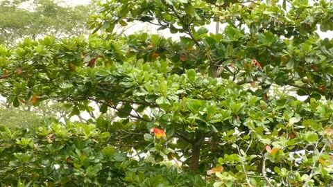 Fruity nut tree in Central America is host to multiple Macaw parrots Stock Footage 95600697