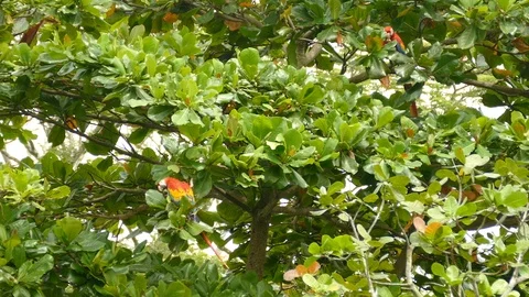 Fruity nut tree in Central America is host to multiple Macaw parrots - 24fps 스톡 동영상 104126209