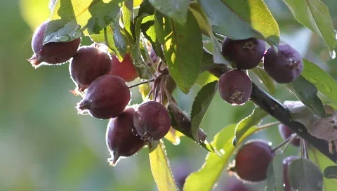 Fruity the tree branch is wet from the rain 스톡 동영상 91556174