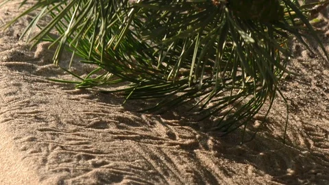 Фрукты и овощи 库存影片 115986909