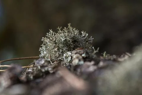 Fruticose Lichens on Tree Stock Photos