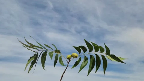 A fruting branch of the pecan tree Video stock 289750411