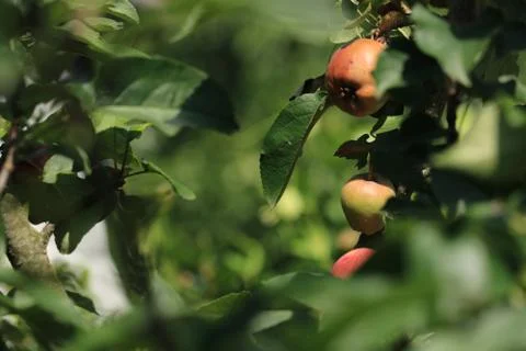 Frutta1 Stock Photos