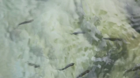 Fry 1314 動画素材 113565453