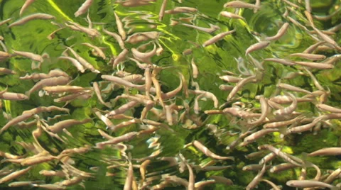 Fry amber trout in an artificial pond Stock Footage 53262360