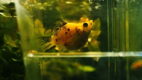 Fry birth Video stock 110756175