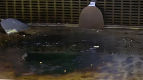 Fry egg on grill Stock-Footage 74358115