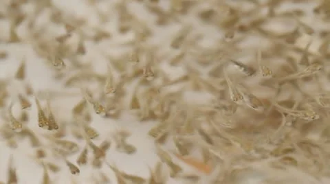 Fry fish swimming Stock Footage 12203558