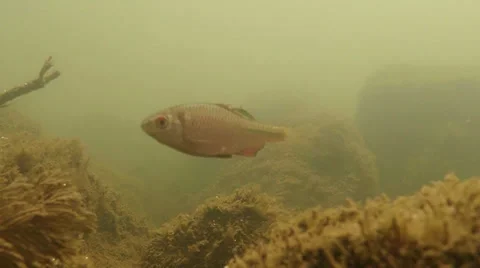 Fry freshwater fish in the rapid mountain river 스톡 동영상 37115341