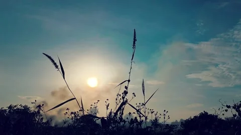 Fry grass2 動画素材 344354153