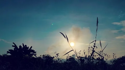 Fry grass3 스톡 동영상 344354154