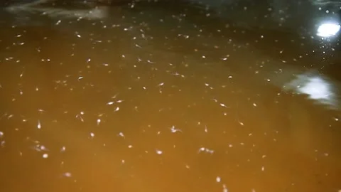 Fry of sturgeon fish in a special pool on a fish farm 動画素材 205555279