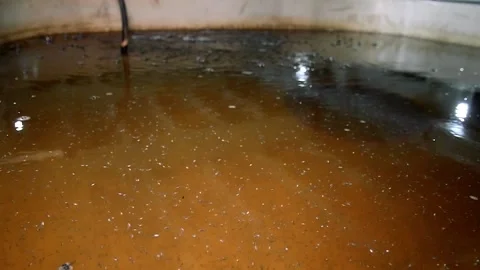 Fry of sturgeon fish in a special pool on a fish farm Видео 205555286
