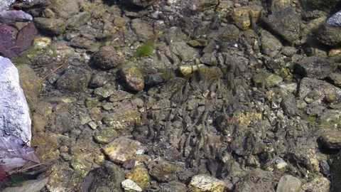 Fry swimming Stock Footage 83099664