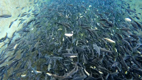 Fry Trout Stock Footage 119468063
