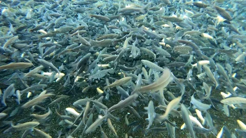 Fry Trouts Stock Footage 119471699