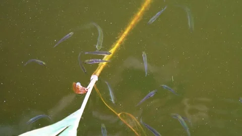 Fry young fish stick Stock Footage 280310992