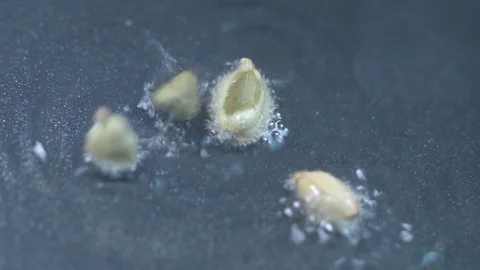 Frying Cardamons 動画素材 122856368