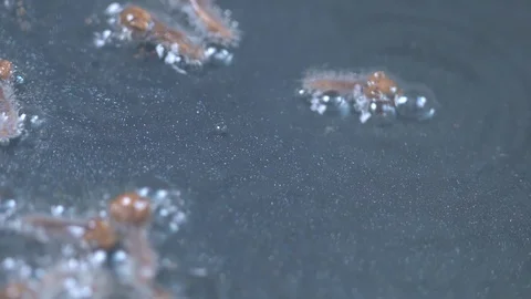 Frying Cloves Video stock 122877834