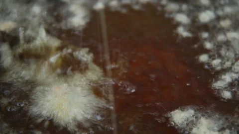Frying  flour in pan  Stock Footage 89153002