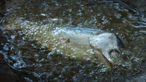 Frying mackerel fish in pan Stock Footage 89855931