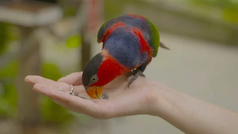 Frying raw bread dumplings on boiling oil in a pan Stock Footage 116607612