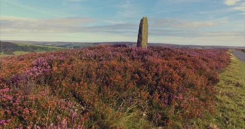 Fryup Dale ancient road maker standing stone with flowering heather  Stock Footage 86517885