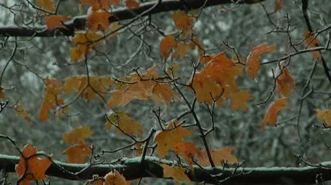 FSF08- Video stock 8931024