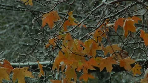 FSF09- 스톡 동영상 8931030