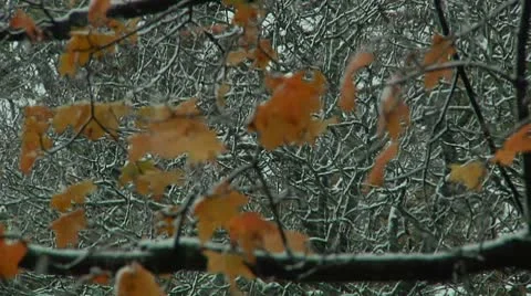 FSF10a Video stock 8931020