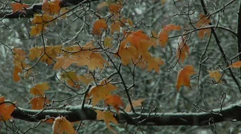 FSF10b- Stock Footage 8931010