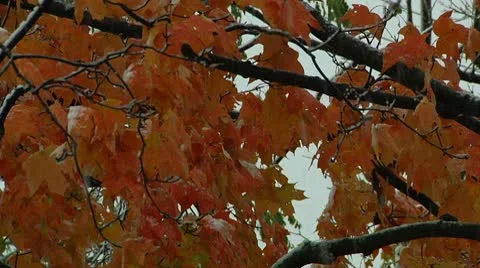 FSF11- Stock Footage 8931612