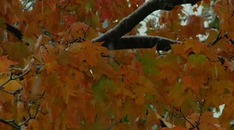 FSF13- Stock Footage 8931671