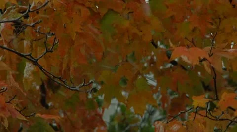 FSF14- Stock-Footage 8931661