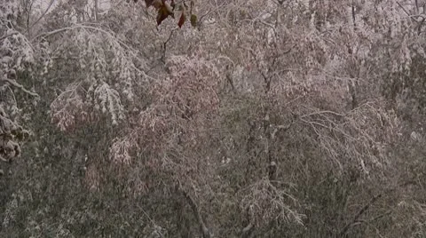 FSF19a- Video stock 8931616