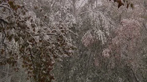 FSF19b- Video stock 8931649