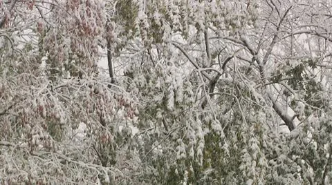 FSF26- Video stock 8931752