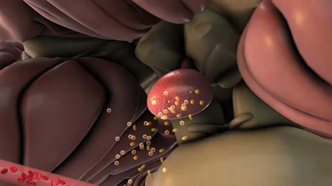 FSH and LH Transported from Brain to Ovary Vídeos de archivo 315427407
