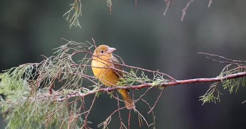 FSummerTanager-1 Stock Photos